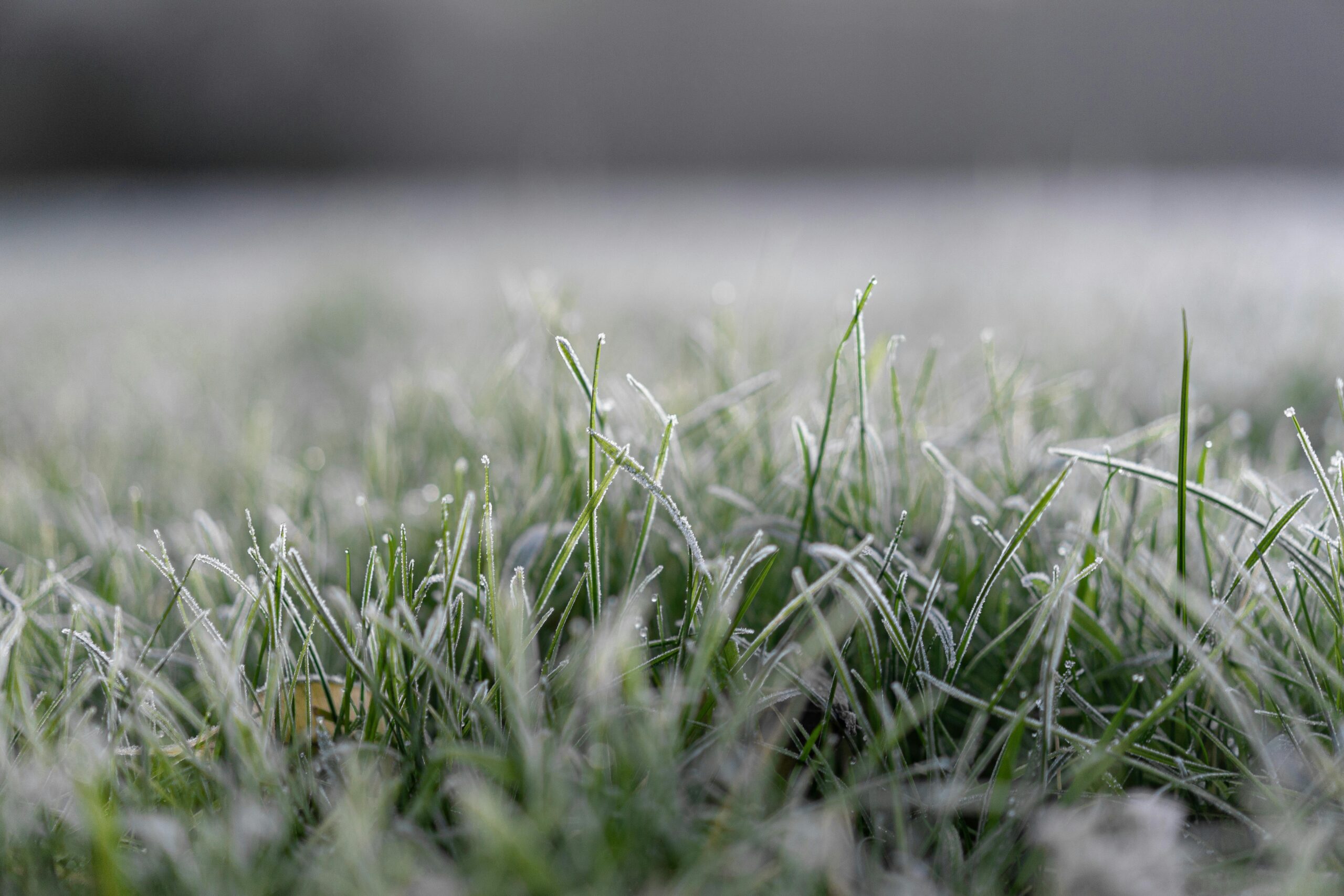 Close-up of frosty grass with morning dew in Pont-a-Celles, Belgium.